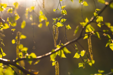 The leaves of the tree on the sunrise