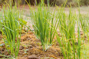 The green onions grow in a kitchen garden