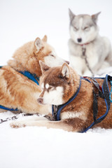 Huskies