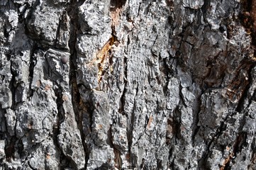 Textura de corteza de árbol