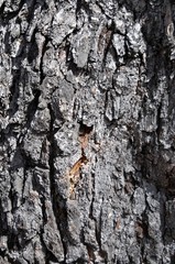 Fondo de corteza de madera