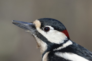 Ritratto di picchio rosso maggiore