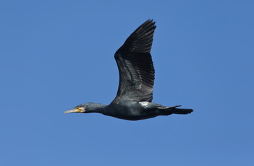 Cormorano