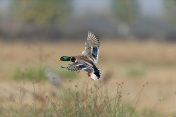 Germano reale in volo