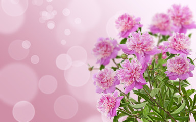 Pink peony on background