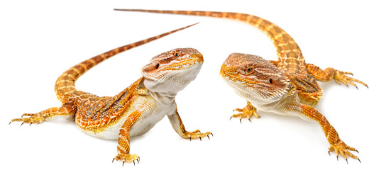 Naklejka premium Bearded dragon - Pogona vitticeps on a white background