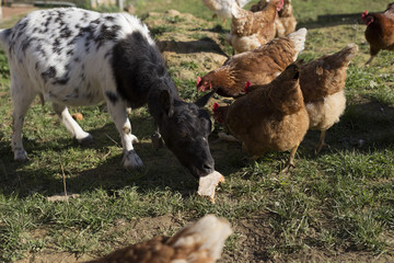 A female goat is eating bread