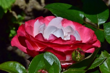 Eine große volle Blüte der Rose 