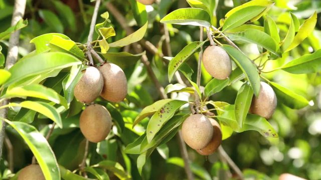hand picking an sapodilla fruit from a tree