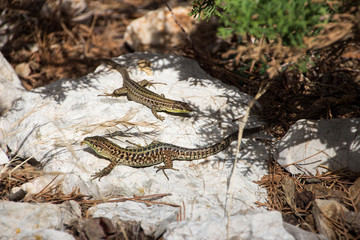 Lizards