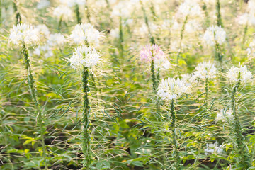 hassleriana or spider flower