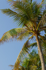 Fototapeta premium coconut tree