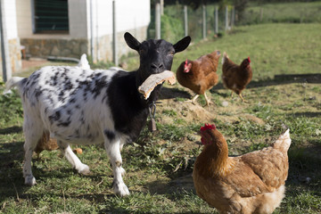 A female goat is eating bread