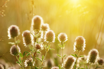 Obraz premium Summer flowering grass