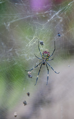 Spider  collecting prey
