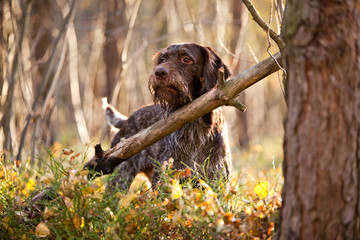 Breed Dog drathaar in the autumn forest