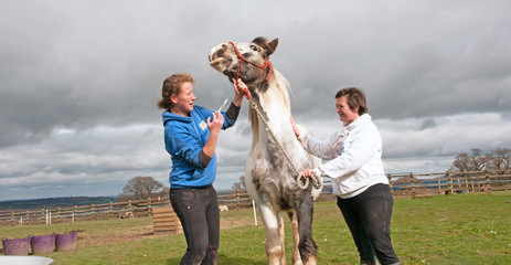 Routine wormer being administered to a uncooperative horse