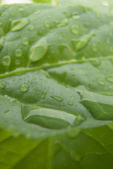 Green pepper lime in the rain