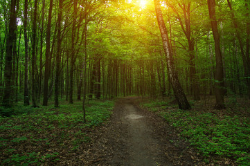 Forest with sunlight.