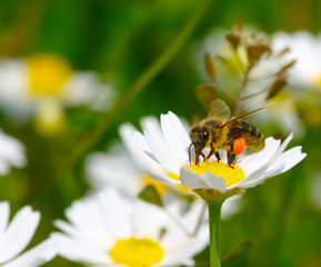 Bee on the flower