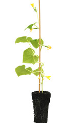 Seedlings of cucumbers