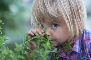 young baby caucasian blonde girl smell pepper mint leaf at her family urban vegetable garden