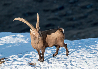 Alpen Steinbock