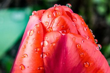 Rote Tulpenblüte nach Frühlingsregen mit Tropfen