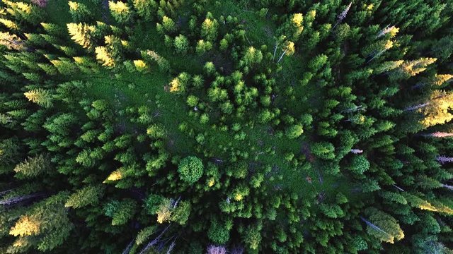 Sunlight in spruce forest in russia , at sunset