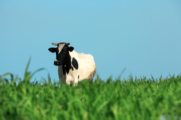 an image of a single cow on the grass
