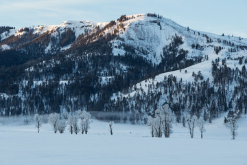 Fototapeta na wymiar Hoarfrosted trees in Lamar valley, Yellowstone. 