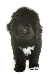 puppy newfoundland dog