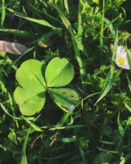 quadrifogli fortuna prato verde