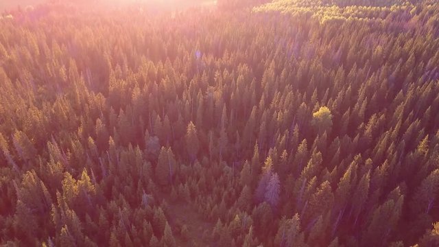 Sunlight in spruce forest in russia , at sunset