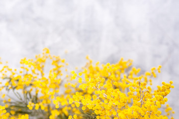 Mimosa in jar on table