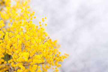 Mimosa in jar on table