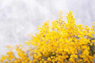 Mimosa in jar on table