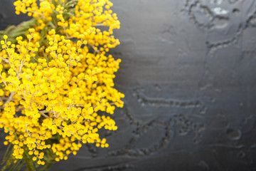 Mimosa in jar on table