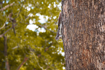 squirrel on tree