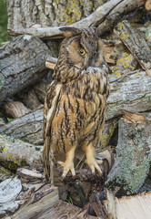 owl on the firewood outdoors