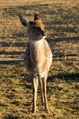 fallow deer