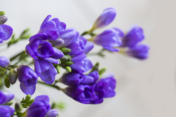 Fototapeta na wymiar purple Freesia flower