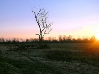 Fototapeta na wymiar halved tree at sunset