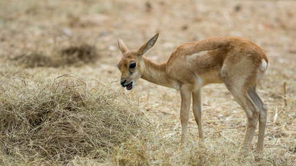 Fototapeta premium Deer in zoo