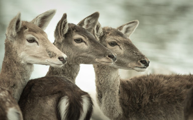 Deers in zoo