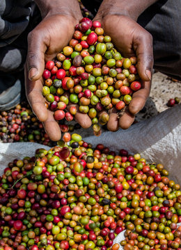 Grains of ripe coffee in the handbreadths of a person. East Africa. Coffee plantation. An excellent illustration.