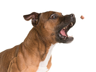 staffordshire bull terrier