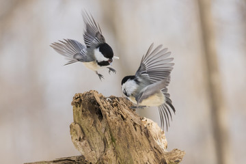 Black-capped Chickadee fighting