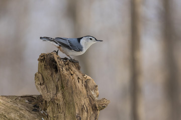 White-breasted Nuthatch