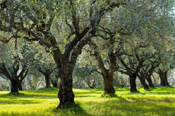 Field of olive trees in Peloponnese, Greece